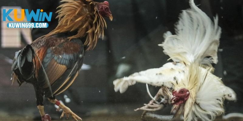 Các siêu phẩm cá cược đang có mặt tại đá gà Thomo