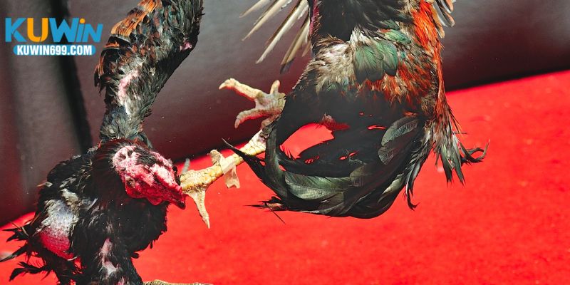 Quan sát chiến kê trước trận – bí quyết đánh giá sức mạnh và phong độ