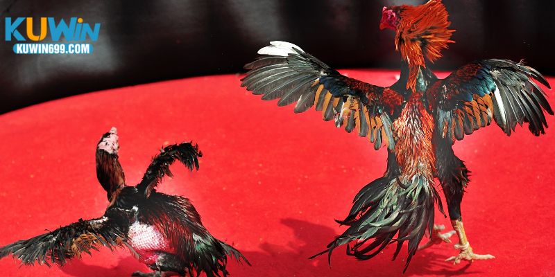 Những trận đấu đa dạng và kịch tính cho hàng ngàn người chơi mỗi ngày