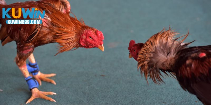 Đôi nét cần biết về sảnh live đá gà thomo Kuwin