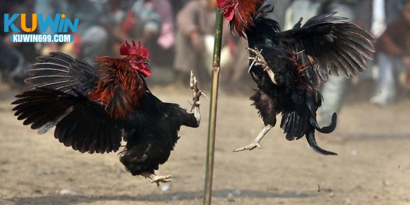 Lợi thế vượt trội khi xem đá gà C5